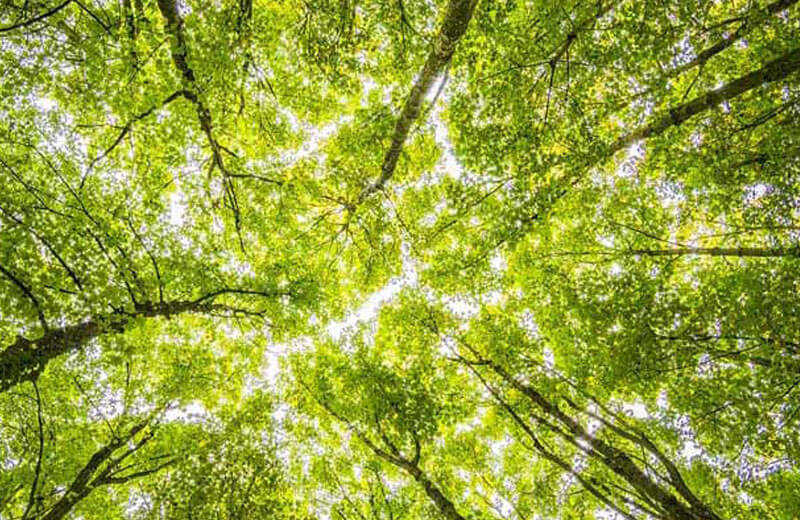 Le soleil brille a travers le feuillage des arbres